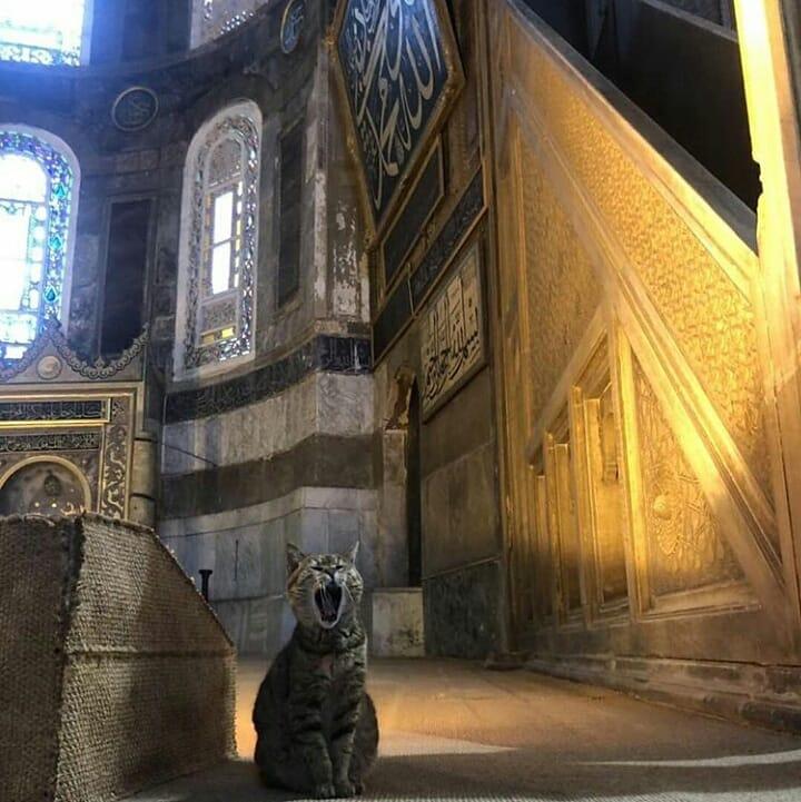Ayasofya'nın kedisi Gli'nin keyfi yerinde