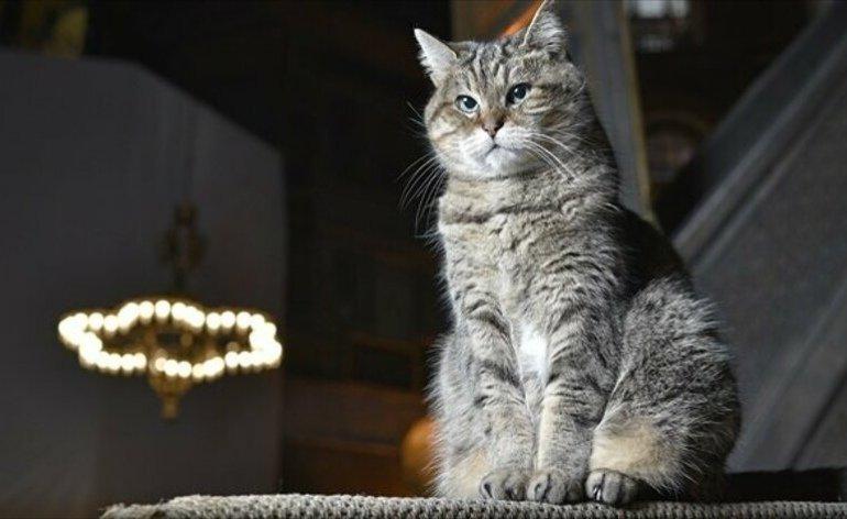 Ayasofya'nın kedisi Gli'nin keyfi yerinde