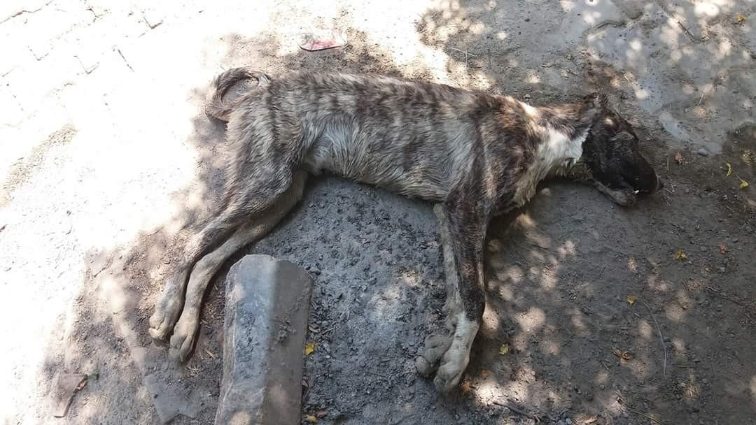 Mersin'de 4 köpeği zehirlediler