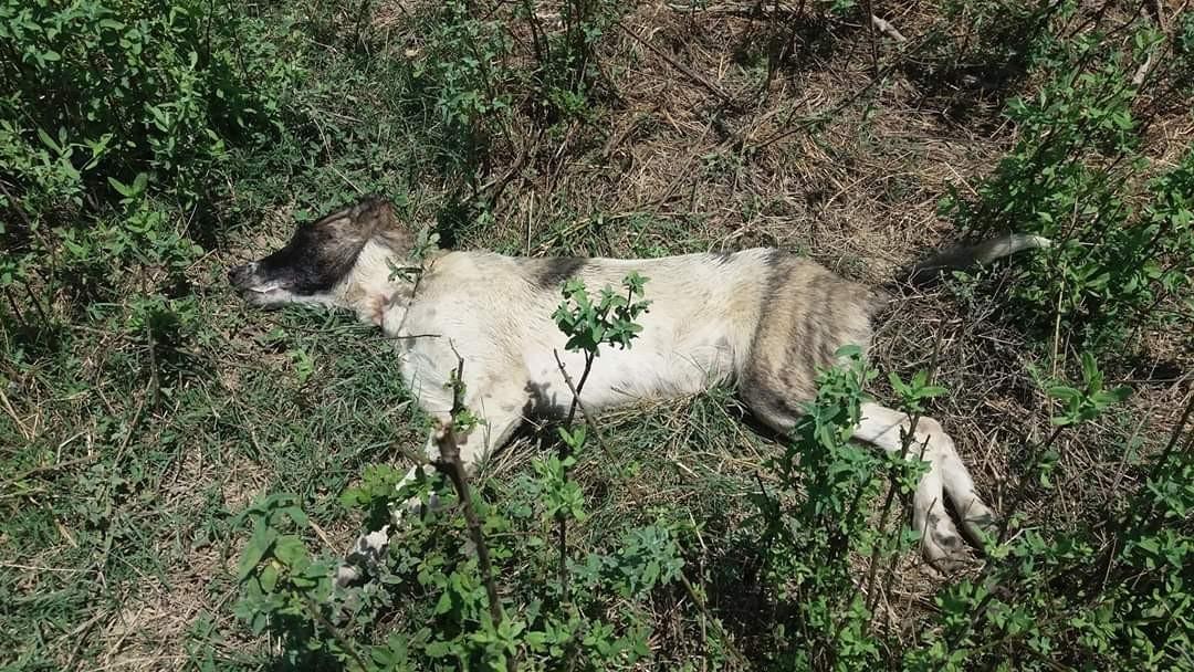 Mersin'de 4 köpeği zehirlediler