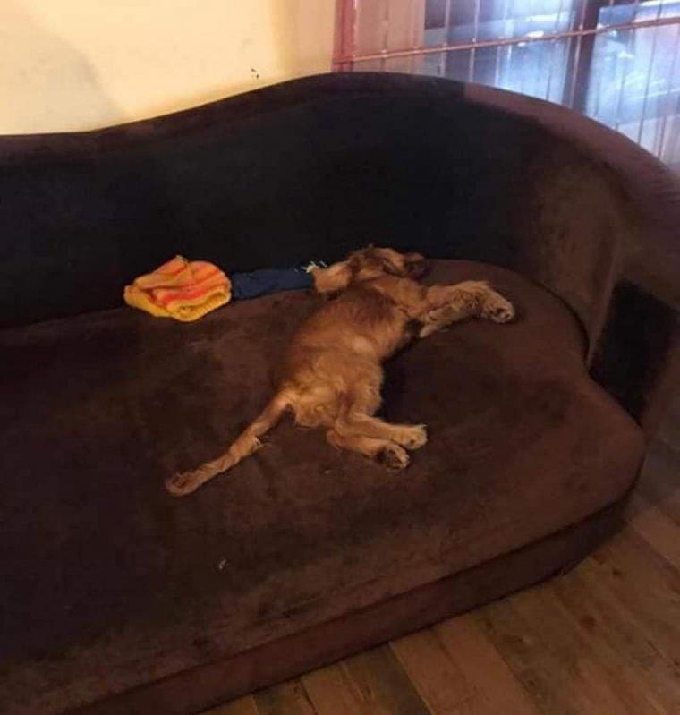 Köpeğe tecavüz edip öldürmekle suçlanan şahıs tutuklandı