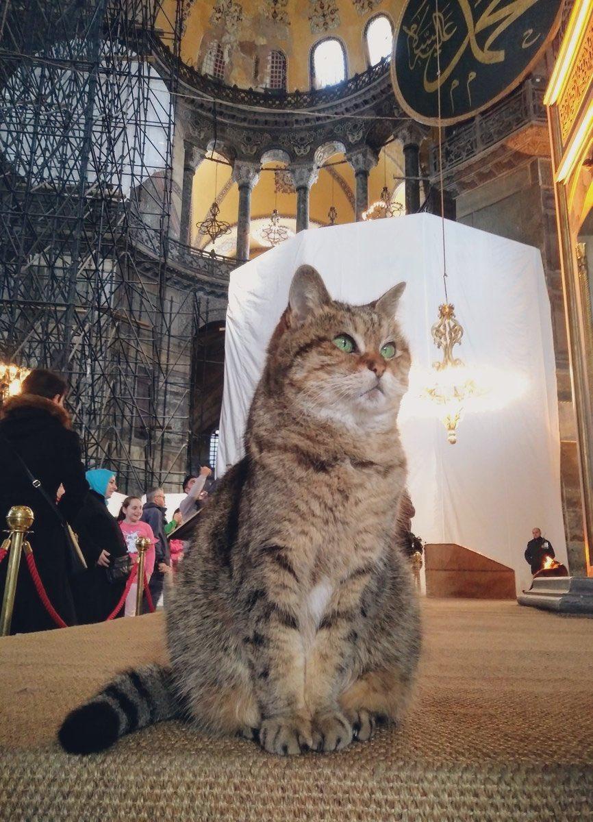Ayasofya'nın kedisi Gli'nin keyfi yerinde