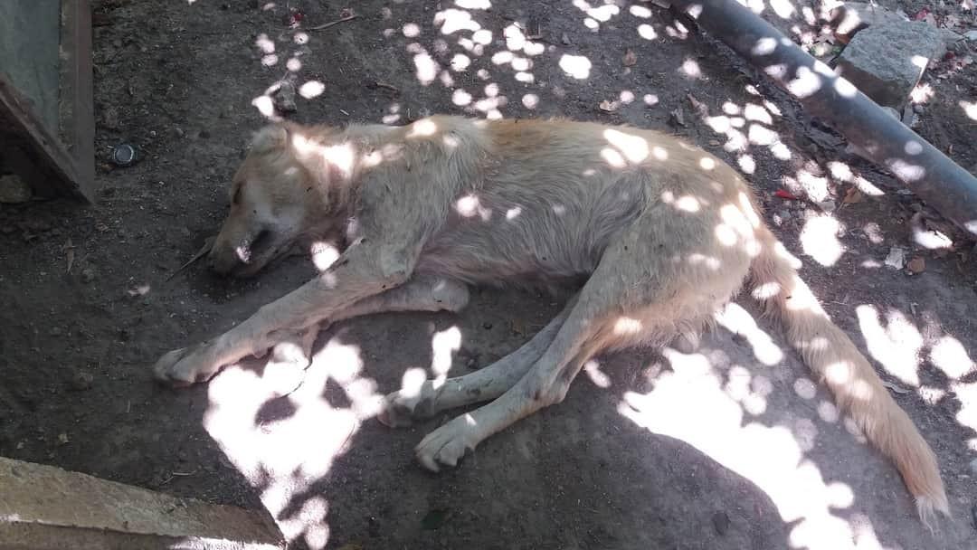 Mersin'de 4 köpeği zehirlediler