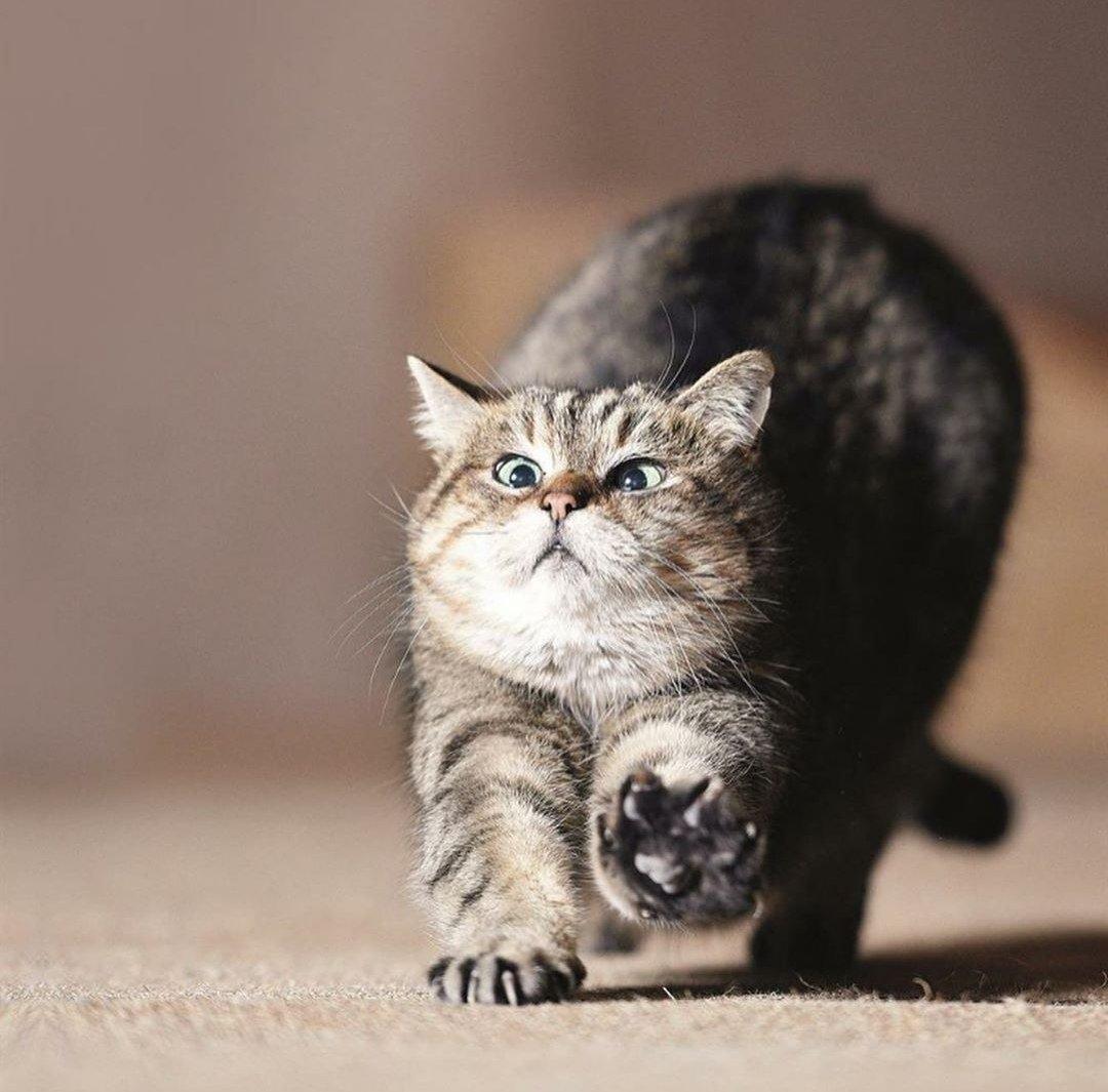 Ayasofya'nın kedisi Gli'nin keyfi yerinde