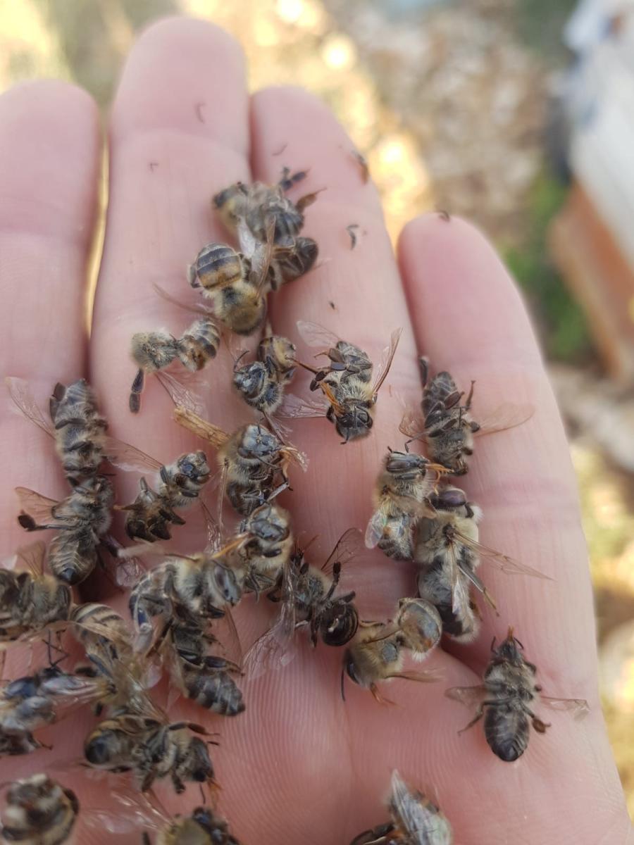 Mersin'de arı kovanlarına sinek ilaçlı saldırı