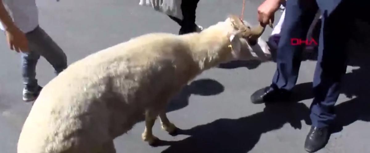 Ayasofya Camii'nin açılışına kurbanlık koçla geldi