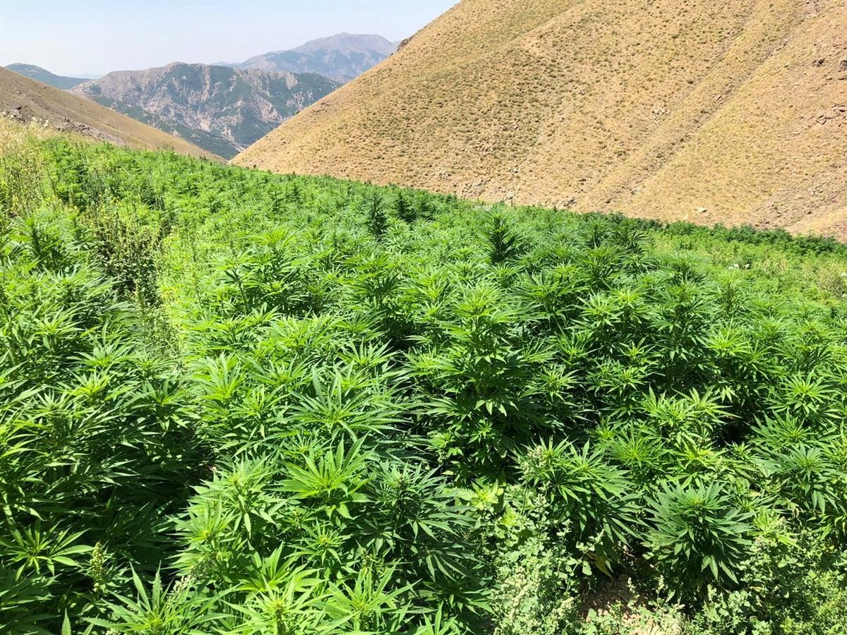 Bingöl'de 860 bin kök kenevir ele geçirildi