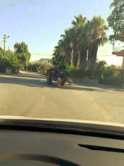 Antalya'da kurbanlık koyunlara traktörlü eziyet