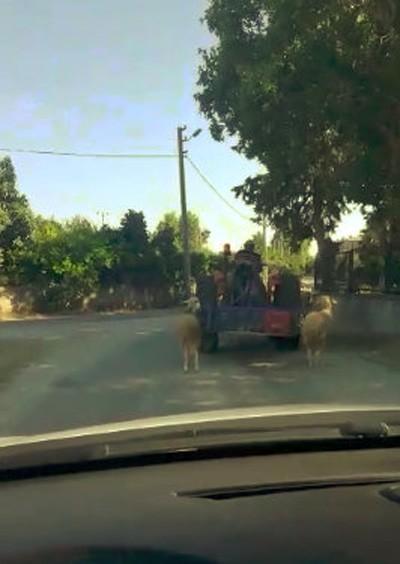 Antalya'da kurbanlık koyunlara traktörlü eziyet