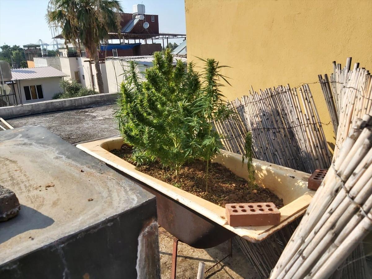 Hatay'da küvette hint keneviri yetiştiren şahıs yakalandı