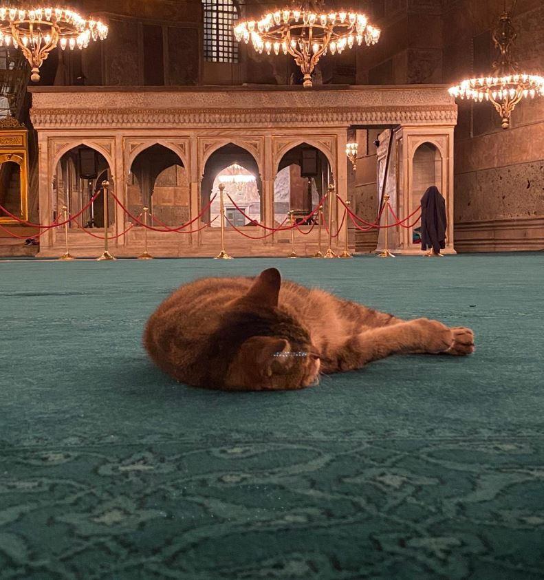 Ayasofya'nın kedisi Gli'ye büyük ilgi