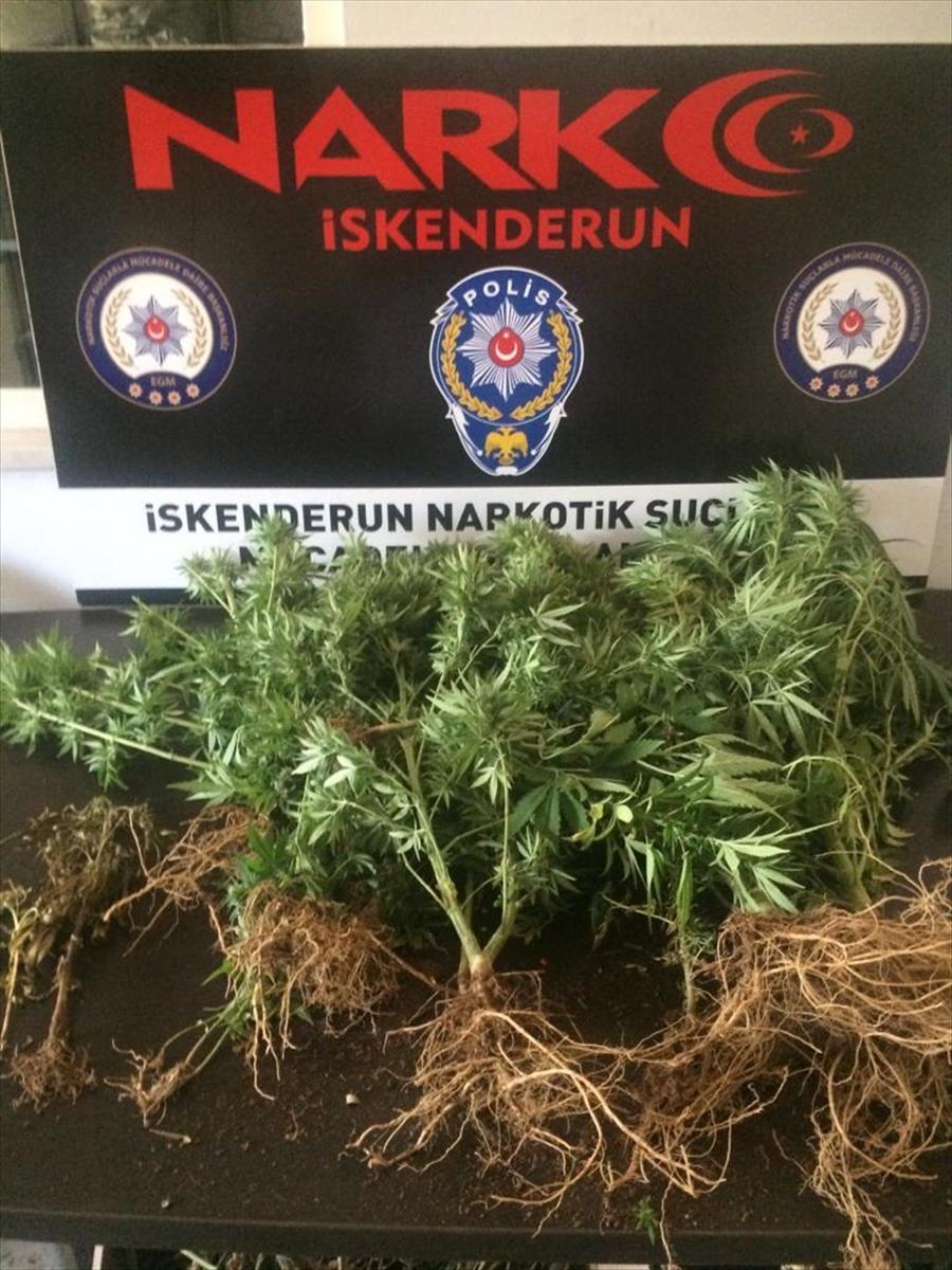 Hatay'da küvette hint keneviri yetiştiren şahıs yakalandı