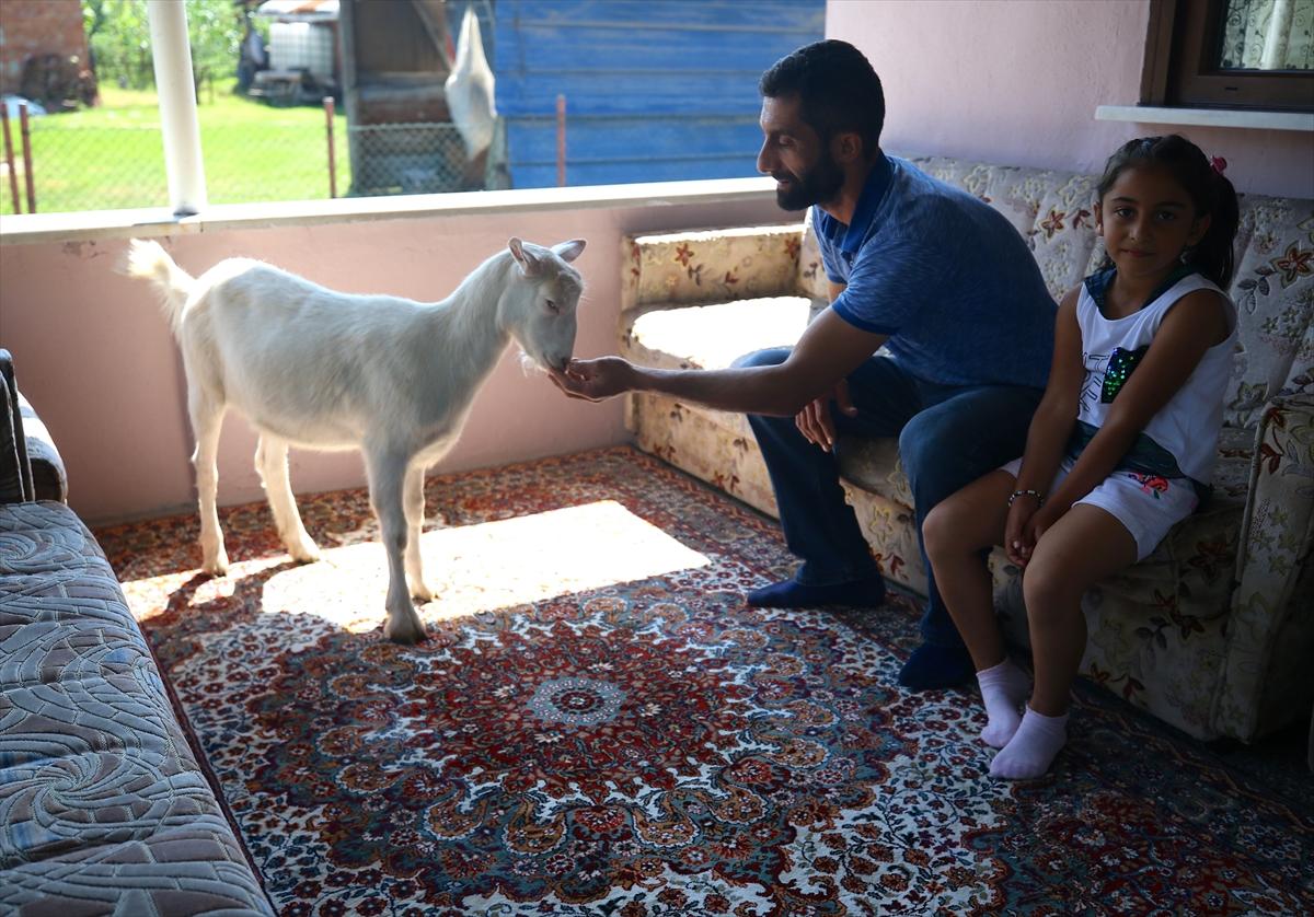 Düzce'de annesinin terk ettiği keçiyi sahiplendiler