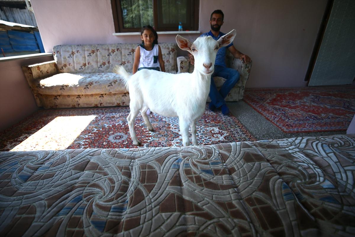 Düzce'de annesinin terk ettiği keçiyi sahiplendiler