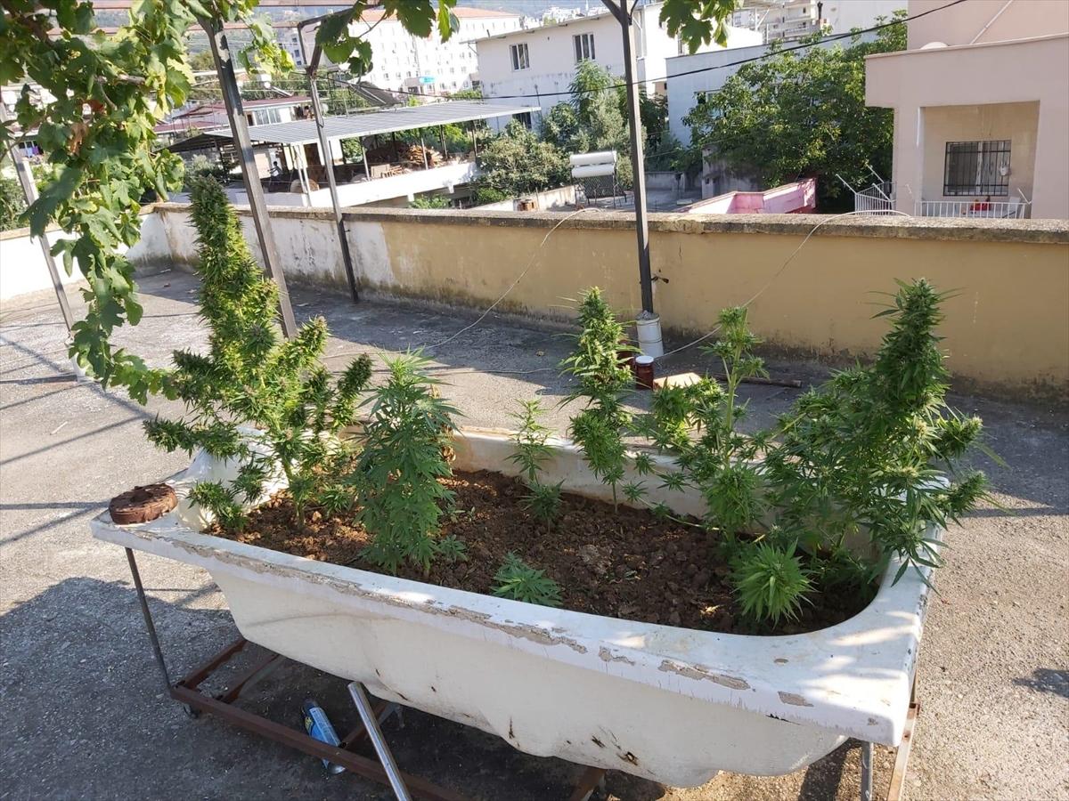 Hatay'da küvette hint keneviri yetiştiren şahıs yakalandı