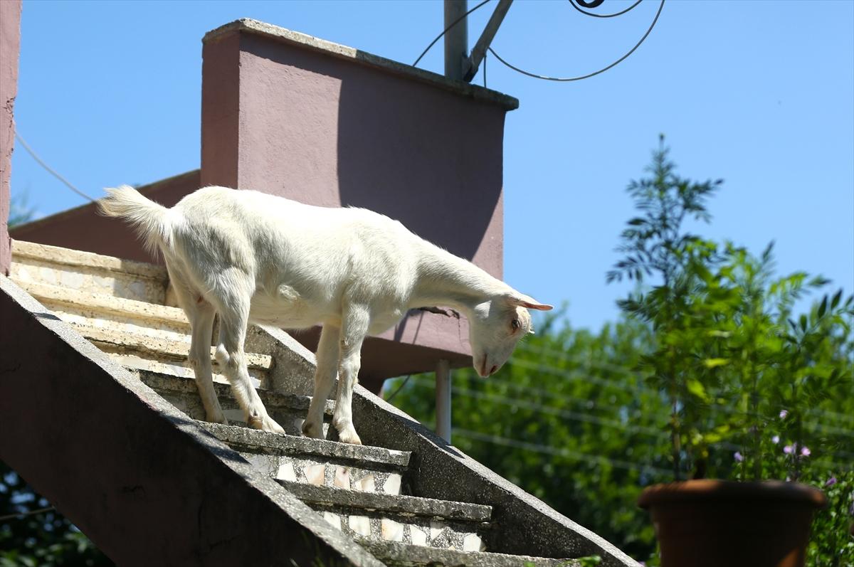 Düzce'de annesinin terk ettiği keçiyi sahiplendiler