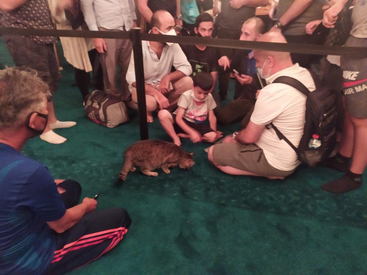 Ayasofya'nın kedisi Gli'ye büyük ilgi