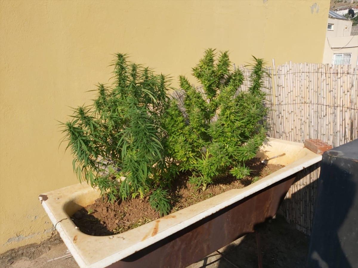 Hatay'da küvette hint keneviri yetiştiren şahıs yakalandı