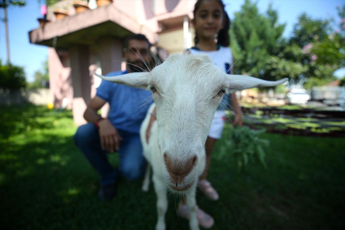 Düzce'de annesinin terk ettiği keçiyi sahiplendiler
