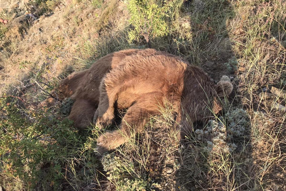 Gümüşhane’de aracın çarptığı boz ayı öldü