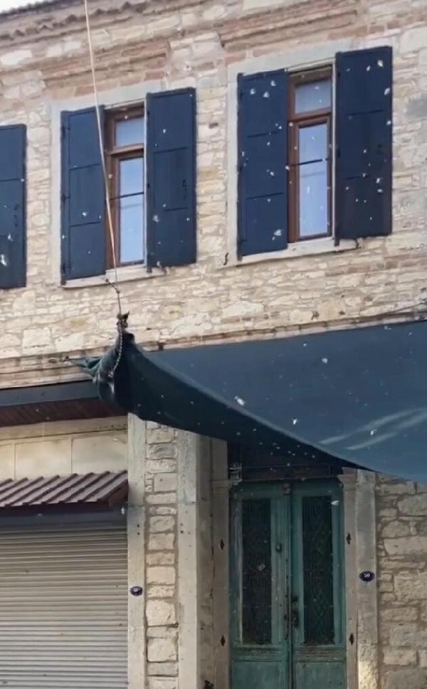 İzmir'de Sanak Sokağı'ndaki arılar görenleri korkuttu