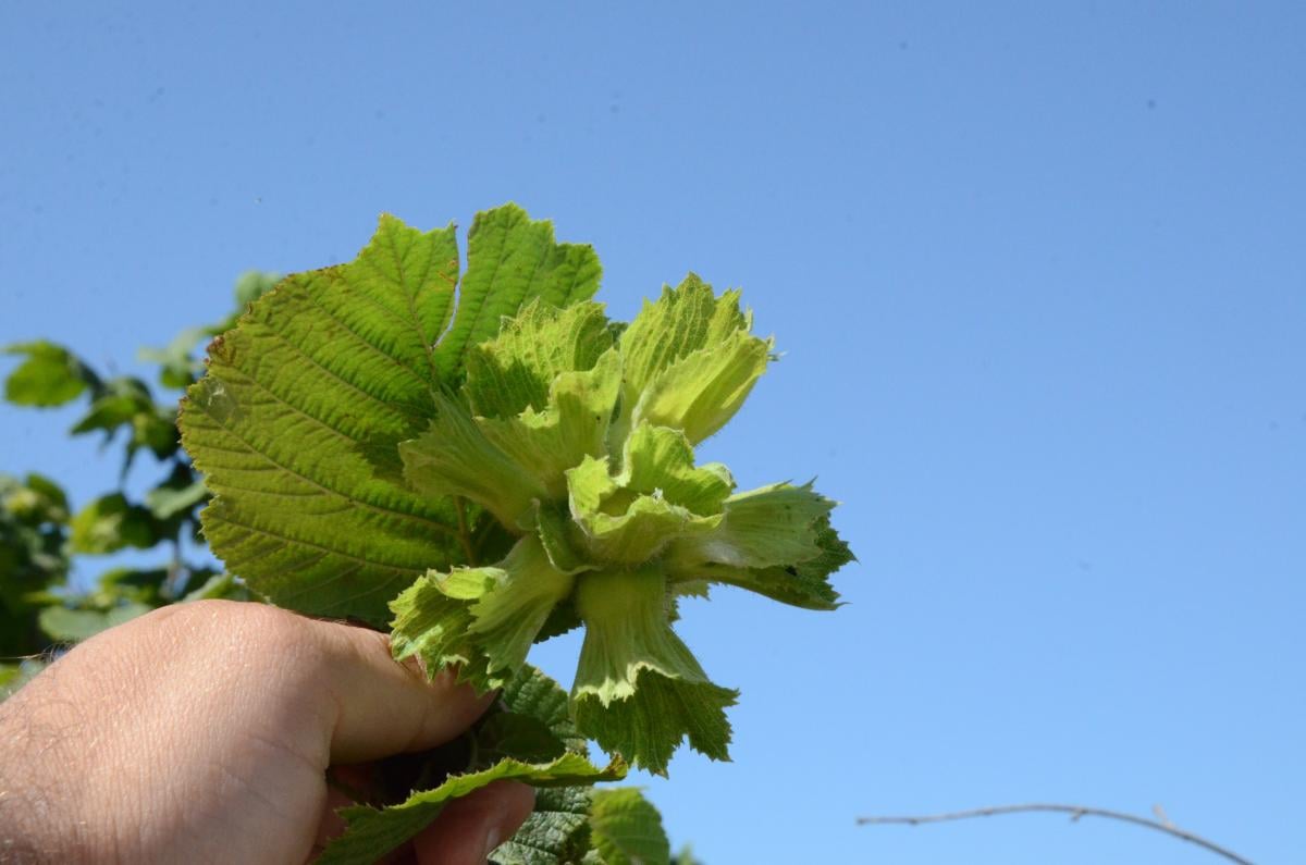 Ordulu üreticiler fındık fiyatlarından memnun
