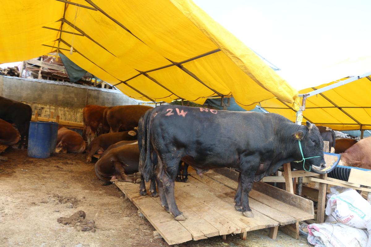 Salgın kurban satışlarını olumsuz etkiledi