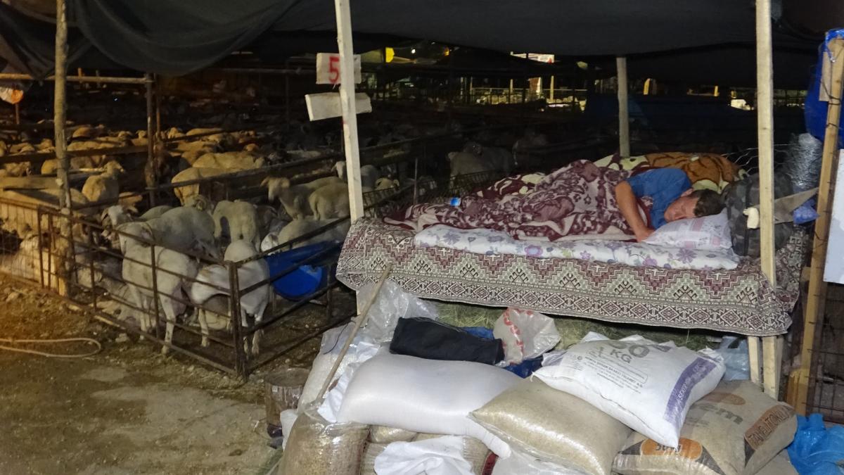 Bursa’da besiciler kurbanlıkları ile yatıyor