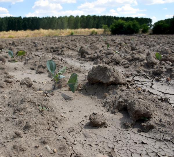 Edirne'de nehirlerin debisi düştü, su kuyuları kurudu