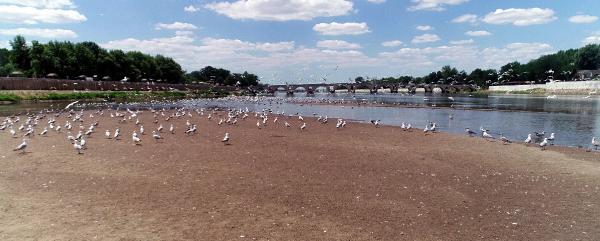Edirne'de nehirlerin debisi düştü, su kuyuları kurudu