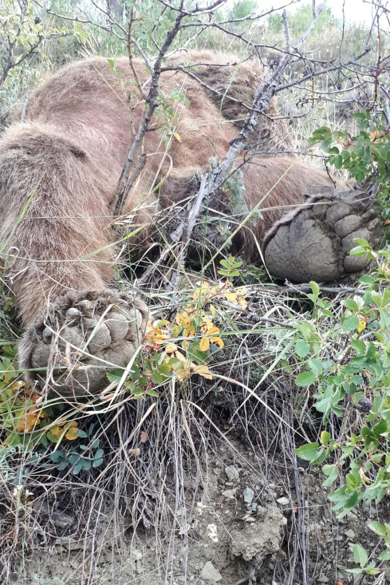 Gümüşhane’de aracın çarptığı boz ayı öldü