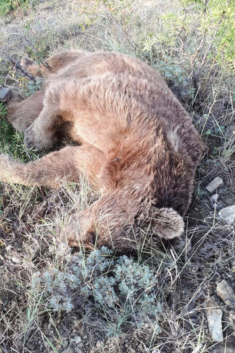 Gümüşhane’de aracın çarptığı boz ayı öldü