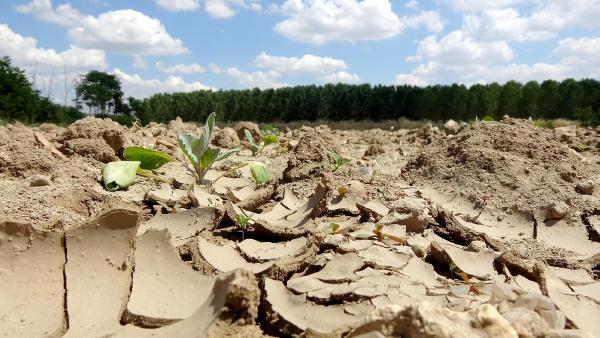 Edirne'de nehirlerin debisi düştü, su kuyuları kurudu