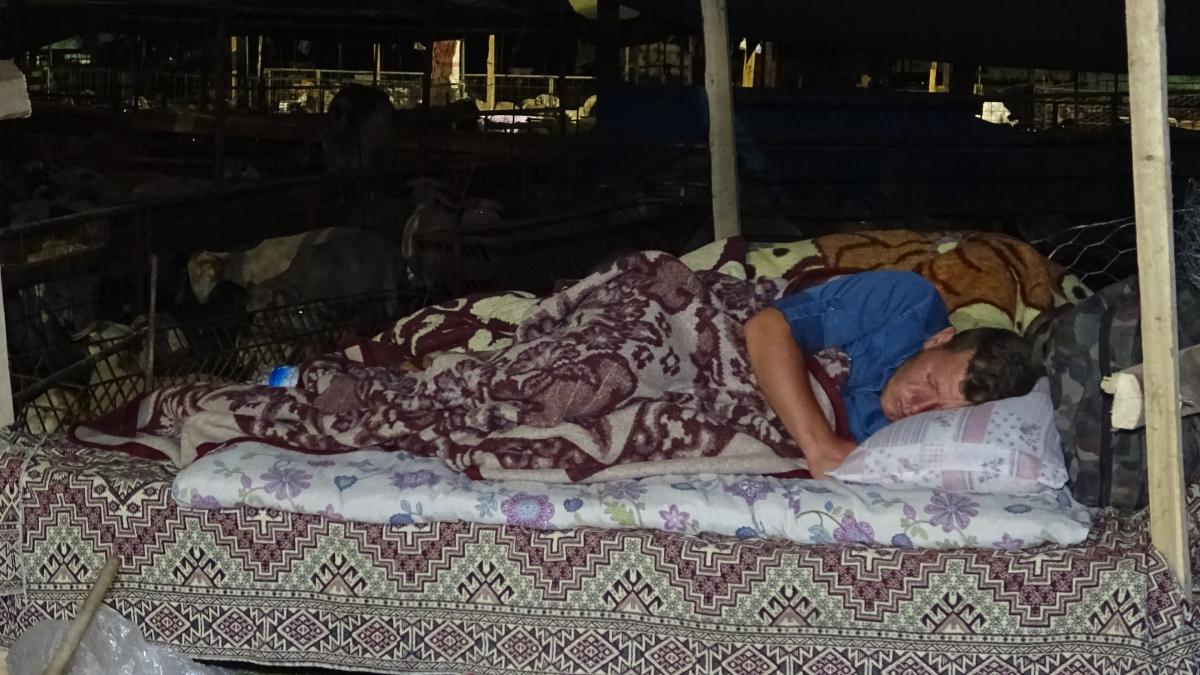 Bursa’da besiciler kurbanlıkları ile yatıyor