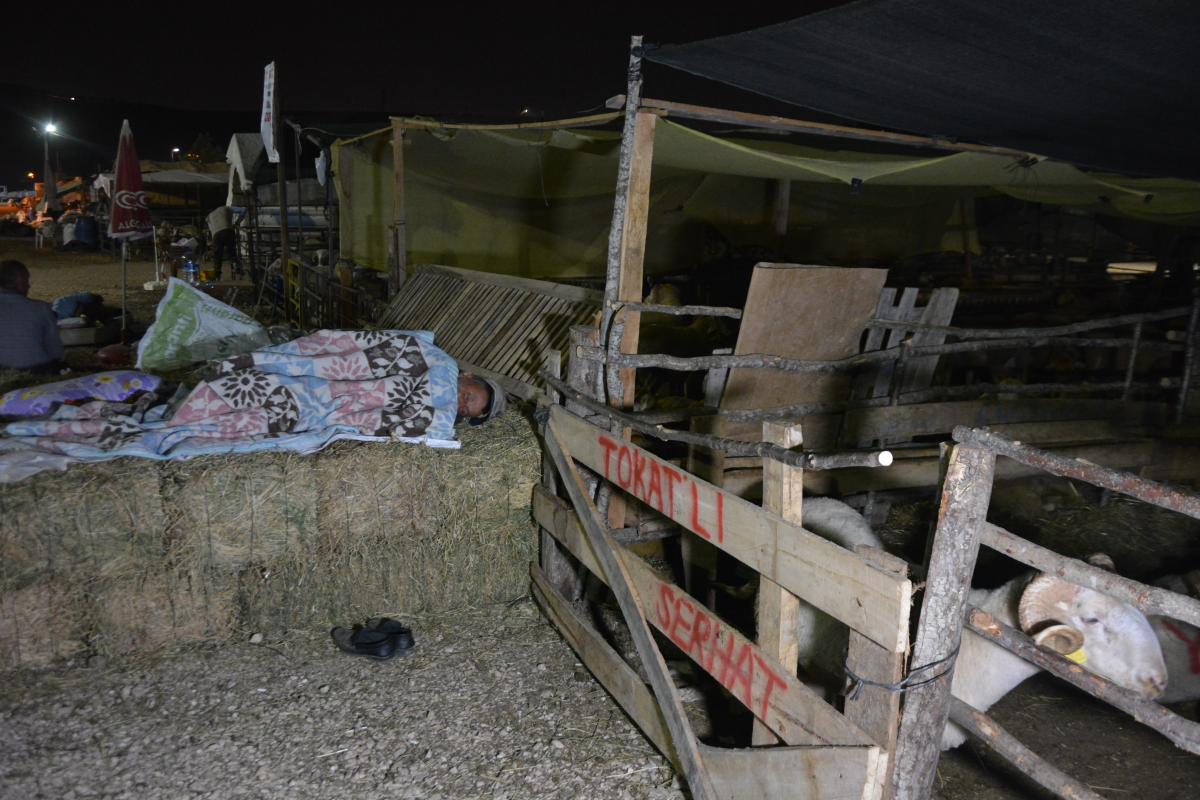Bursa’da besiciler kurbanlıkları ile yatıyor