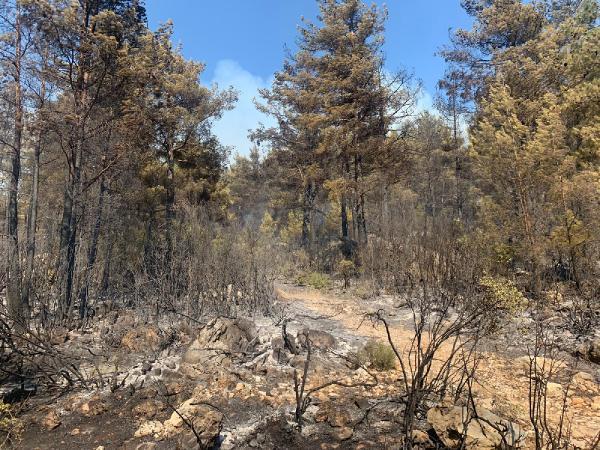 Burdur'da mangal ateşi, 46 dönüm araziyi kül etti