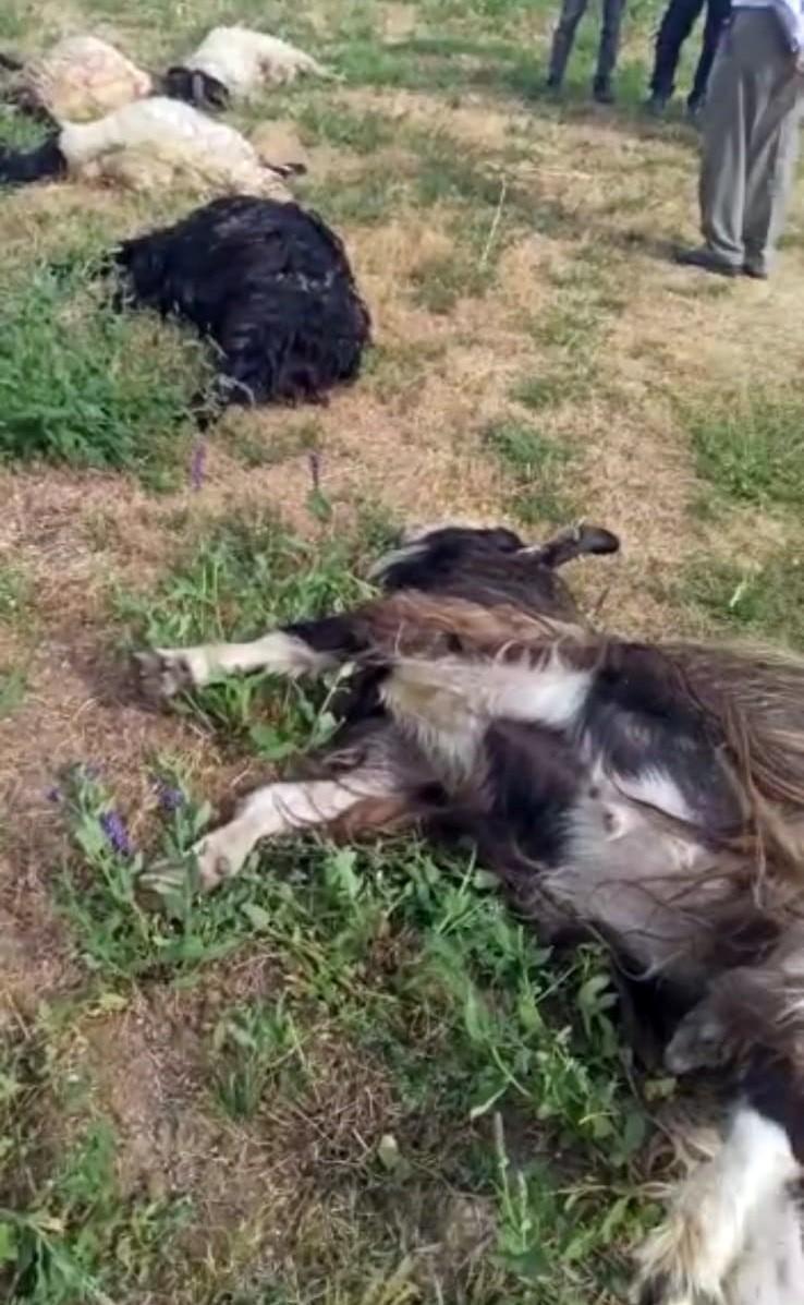 Hakkari'de düşen yıldırım, koyunları vurdu