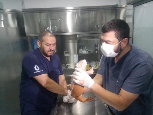 Üsküdar’da dev iguana bulundu