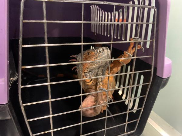 Üsküdar’da dev iguana bulundu