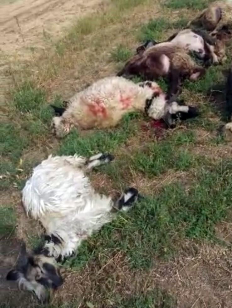 Hakkari'de düşen yıldırım, koyunları vurdu