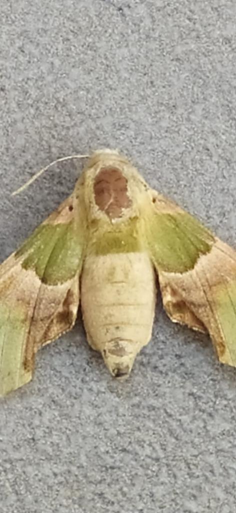 Gaziantep'te insan sureti desenli kelebek görüldü