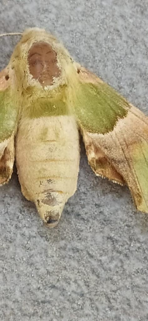 Gaziantep'te insan sureti desenli kelebek görüldü