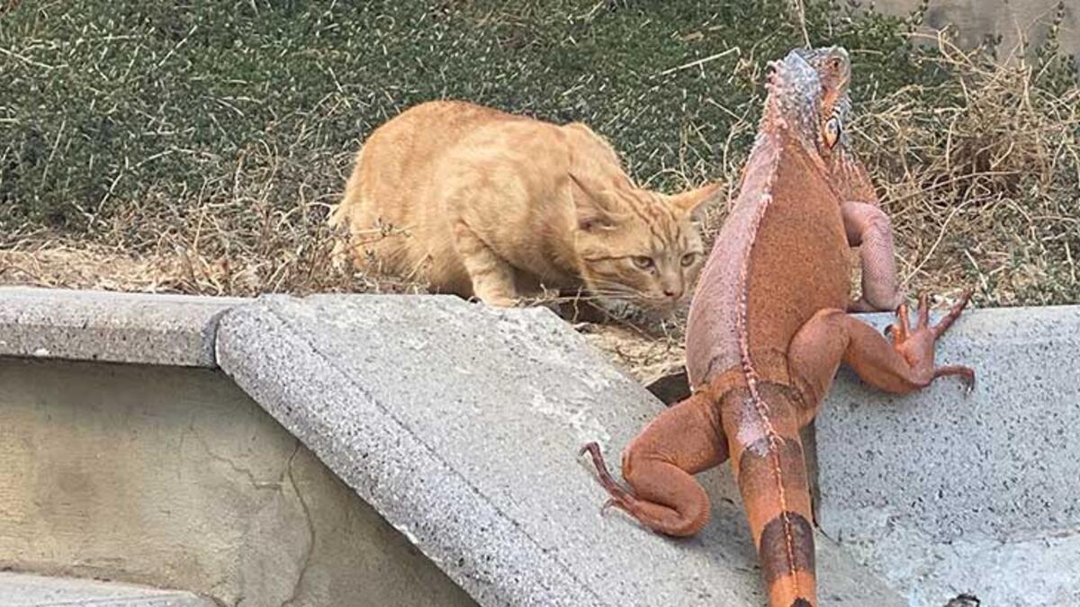 Üsküdar'da bulunan iguanaya 'Bayram' ismi verildi