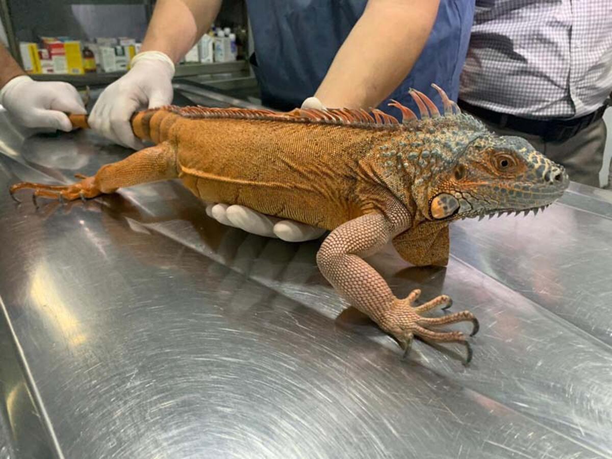 Üsküdar'da bulunan iguanaya 'Bayram' ismi verildi