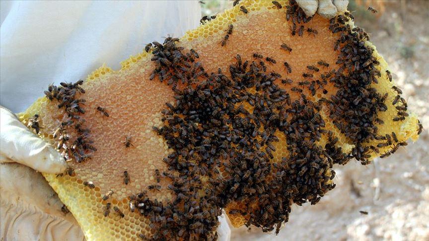 Bayburt balı, coğrafi işaretle tescillendi