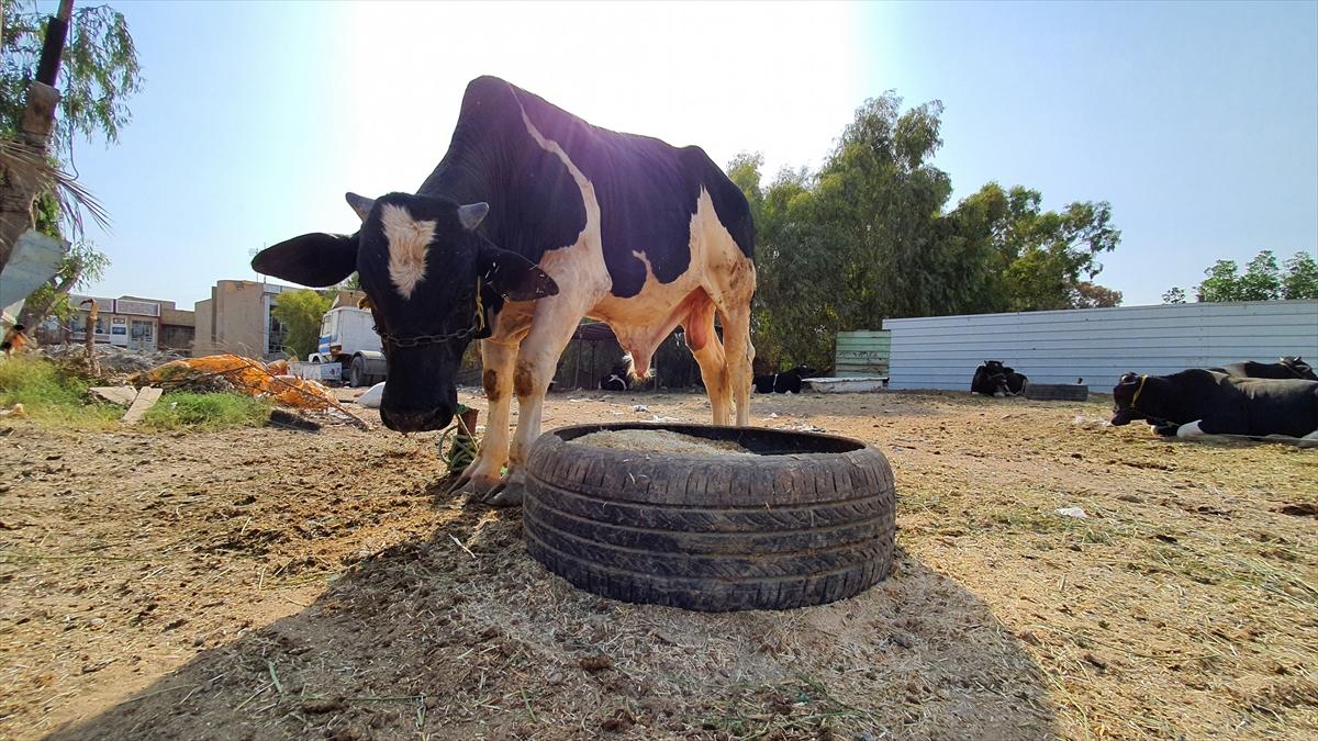 Irak'ta kurban hareketsizliği
