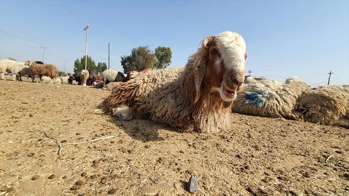 Irak'ta kurban hareketsizliği