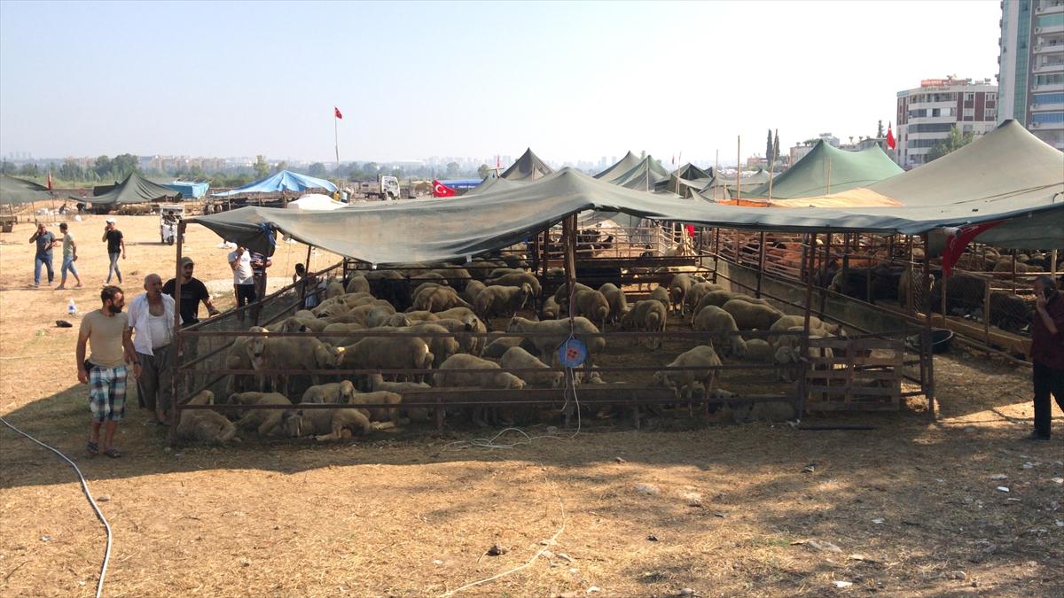 Adana'da kurban pazarında yer kavgası: 2 ağır yaralı