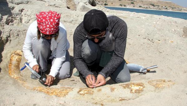 Kayseri'de 7,5 milyon yıllık iki fosil daha bulundu