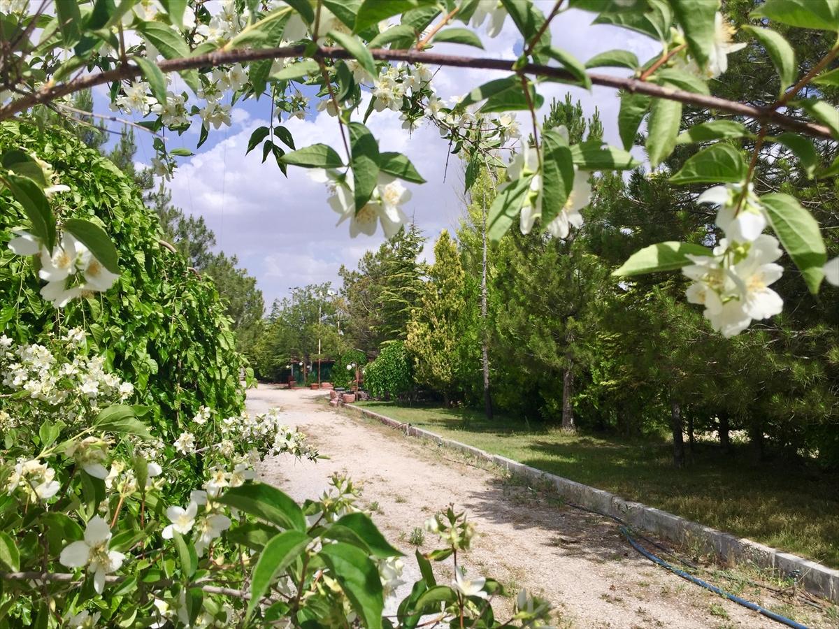 Karapınar'daki çorak arazisini vahaya çevirdi